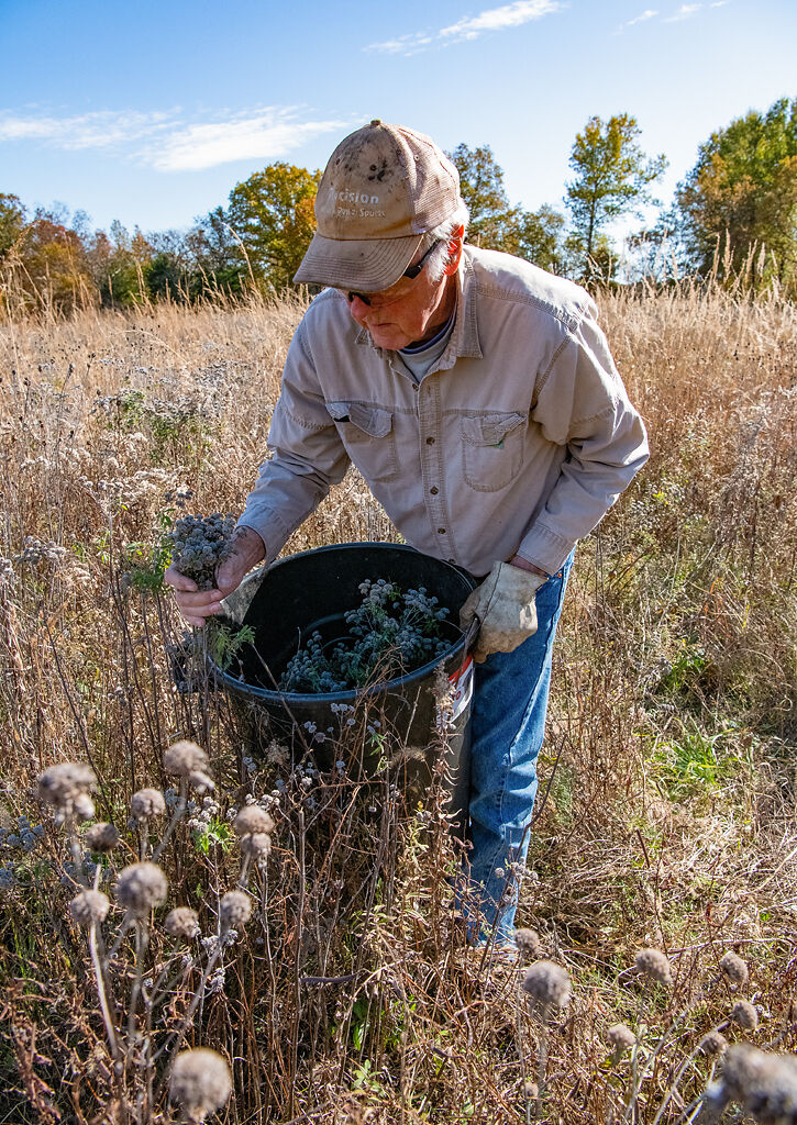 Mervin Wallace collects hairy mountain mint seeds by hand